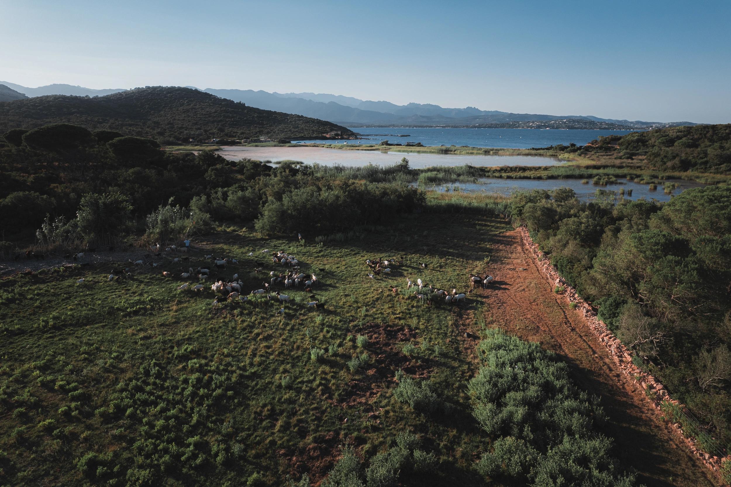 Vue aérien sur des champs et la mer près des Oliviers de Palombaggia en Corse-du-Sud.